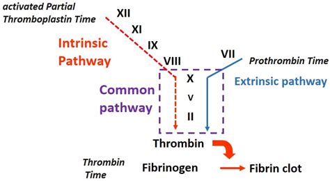 prolonged coagulation screen